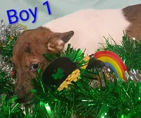 Boy 1, a female Jack Russell Terrier for sale in Montgomery, MI – Photo 1 of 8