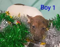 Boy 1, a female Jack Russell Terrier for sale in Montgomery, MI – Photo 5 of 8