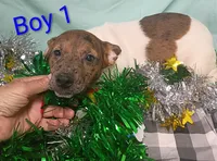 Boy 1, a female Jack Russell Terrier for sale in Montgomery, MI – Photo 8 of 8