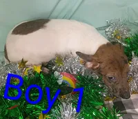 Boy 1, a female Jack Russell Terrier for sale in Montgomery, MI – Photo 7 of 8