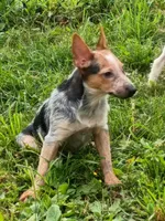 Heeler female, a female Australian Cattle Dog for sale in Montgomery, MI – 4 of 8
