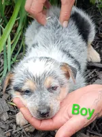 Boy, a female Australian Cattle Dog for sale in Montgomery, MI – 3 of 10