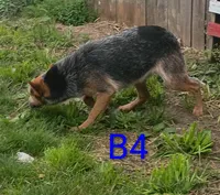 B4, a male Australian Cattle Dog for sale in Montgomery, MI – 3 of 5