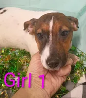 Girl 1, a female Jack Russell Terrier for sale in Montgomery, MI – Photo 9 of 10
