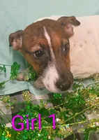 Girl 1, a female Jack Russell Terrier for sale in Montgomery, MI – Photo 5 of 10