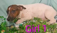 Girl 1, a female Jack Russell Terrier for sale in Montgomery, MI – Photo 10 of 10