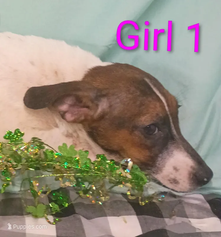 Girl 1 – Jack Russell Terrier puppy for sale in Montgomery, MI