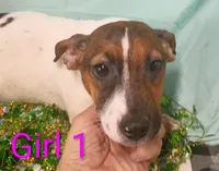 Girl 1, a female Jack Russell Terrier for sale in Montgomery, MI – Photo 8 of 10