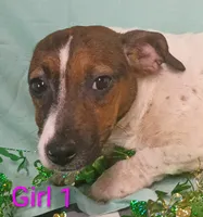 Girl 1, a female Jack Russell Terrier for sale in Montgomery, MI – Photo 2 of 10