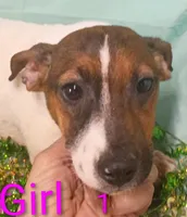 Girl 1, a female Jack Russell Terrier for sale in Montgomery, MI – Photo 4 of 10