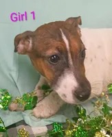 Girl 1, a female Jack Russell Terrier for sale in Montgomery, MI – Photo 3 of 10