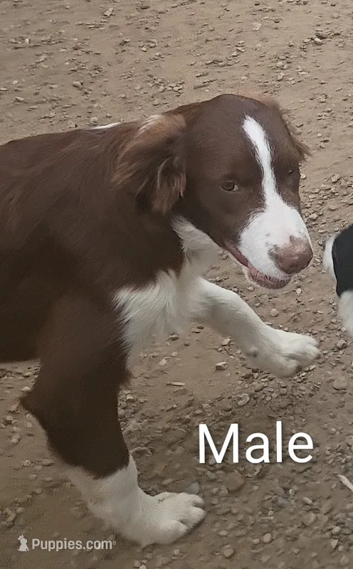 Aussie Male  – Australian Shepherd puppy for sale in Montgomery, MI