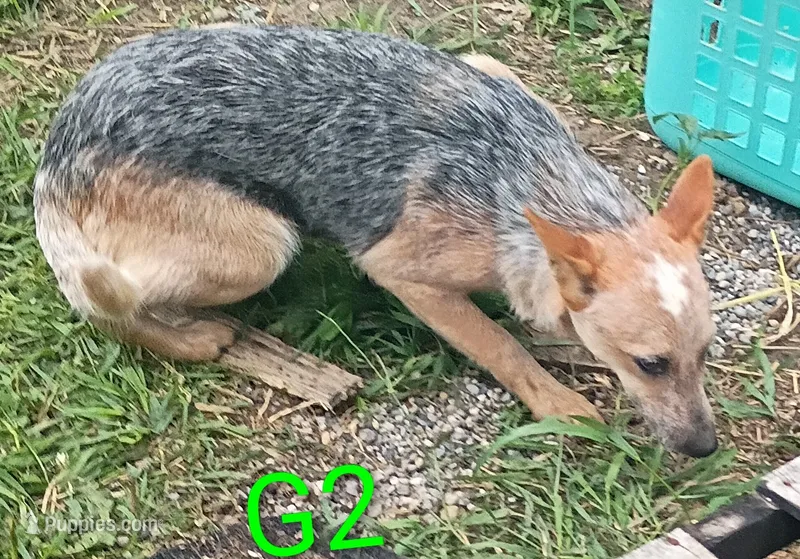 G2 – Australian Cattle Dog puppy for sale in Montgomery, MI