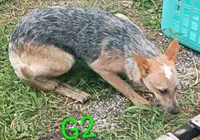 G2, a female Australian Cattle Dog for sale in Montgomery, MI – 1 of 10