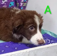 Aussie boy A, a male Australian Shepherd for sale in Montgomery, MI – Photo 6 of 10