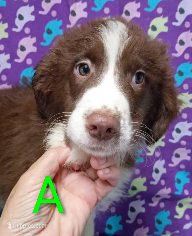 Aussie boy A – Australian Shepherd puppy for sale in Montgomery, MI