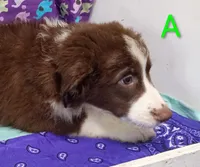 Aussie boy A, a male Australian Shepherd for sale in Montgomery, MI – Photo 4 of 10