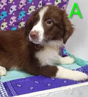 Aussie boy A, a male Australian Shepherd for sale in Montgomery, MI – Photo 5 of 10