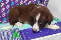 Aussie boy A, a male Australian Shepherd for sale in Montgomery, MI – Photo 9 of 10