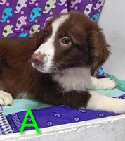 Aussie boy A, a male Australian Shepherd for sale in Montgomery, MI – Photo 3 of 10