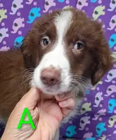 Aussie boy A, a male Australian Shepherd for sale in Montgomery, MI – Photo 2 of 10