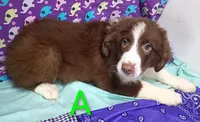 Aussie boy A, a male Australian Shepherd for sale in Montgomery, MI – Photo 10 of 10