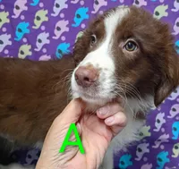 Aussie boy A, a male Australian Shepherd for sale in Montgomery, MI – Photo 8 of 10