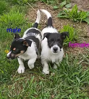 male, a male Jack Russell Terrier for sale in Montgomery, MI – 5 of 9