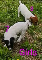 Girl 7, a female Jack Russell Terrier for sale in Montgomery, MI – 6 of 7