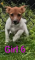 Female 8, a female Jack Russell Terrier for sale in Montgomery, MI – 8 of 10