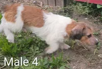 Make 4, a male Jack Russell Terrier for sale in Montgomery, MI – 6 of 9