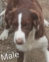 Aussie Male , a male Australian Shepherd for sale in Montgomery, MI – 2 of 6