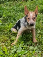 Heeler female, a female Australian Cattle Dog for sale in Montgomery, MI – 2 of 8
