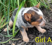 Girl A, a female Australian Cattle Dog for sale in Montgomery, MI – 8 of 10