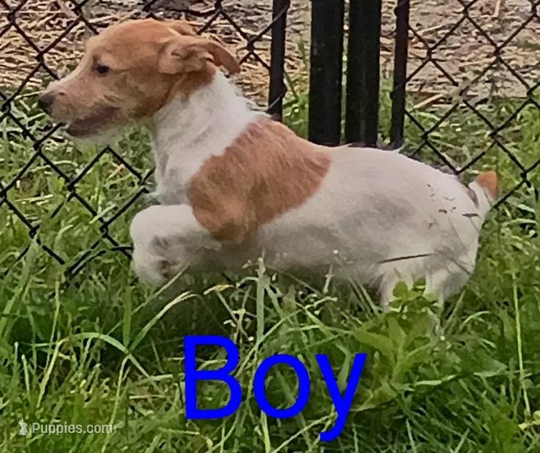 Jack male  – Jack Russell Terrier puppy for sale in Montgomery, MI