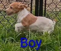 Jack male , a male Jack Russell Terrier for sale in Montgomery, MI – 1 of 8