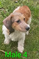 Make 4, a male Jack Russell Terrier for sale in Montgomery, MI – 8 of 9