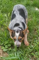 Female Heeler, a female Australian Cattle Dog for sale in Montgomery, MI – 7 of 10