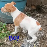 Jack male , a male Jack Russell Terrier for sale in Montgomery, MI – 6 of 8