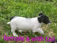 female , a male Jack Russell Terrier for sale in Montgomery, MI – 7 of 8