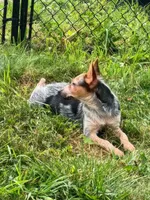 Heeler female, a female Australian Cattle Dog for sale in Montgomery, MI – 6 of 8