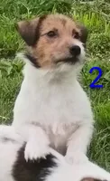 Female 2, a female Jack Russell Terrier for sale in Montgomery, MI – 6 of 10