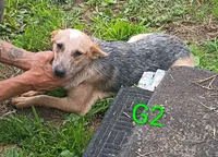 G2, a female Australian Cattle Dog for sale in Montgomery, MI – 5 of 10