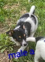 male, a male Jack Russell Terrier for sale in Montgomery, MI – 7 of 9