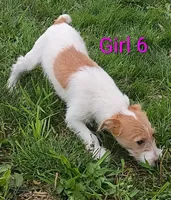 Girl , a female Jack Russell Terrier for sale in Montgomery, MI – 8 of 10