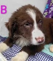 Aussie boy B, a male Australian Shepherd for sale in Montgomery, MI – Photo 4 of 10