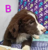 Aussie boy B, a male Australian Shepherd for sale in Montgomery, MI – Photo 3 of 10