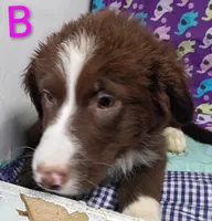 Aussie boy B, a male Australian Shepherd for sale in Montgomery, MI – Photo 8 of 10
