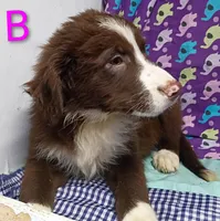 Aussie boy B, a male Australian Shepherd for sale in Montgomery, MI – Photo 2 of 10