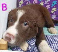 Aussie boy B, a male Australian Shepherd for sale in Montgomery, MI – Photo 5 of 10